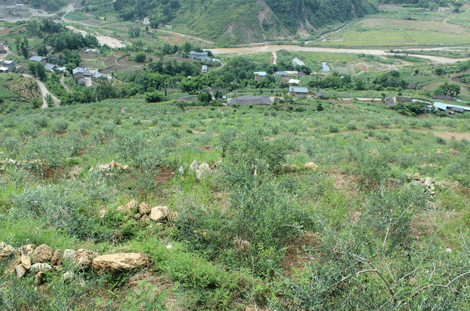 油橄榄种植基地