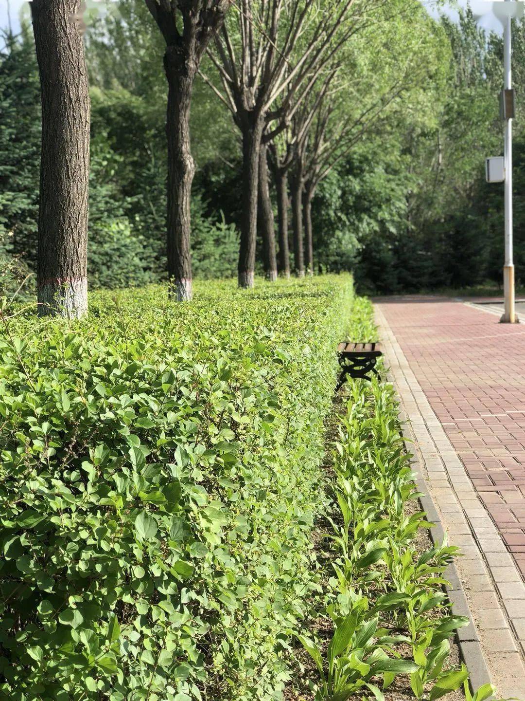 夏至,享受午后温暖的阳光!芳香四溢.梨花园,丁香路,一路花香.