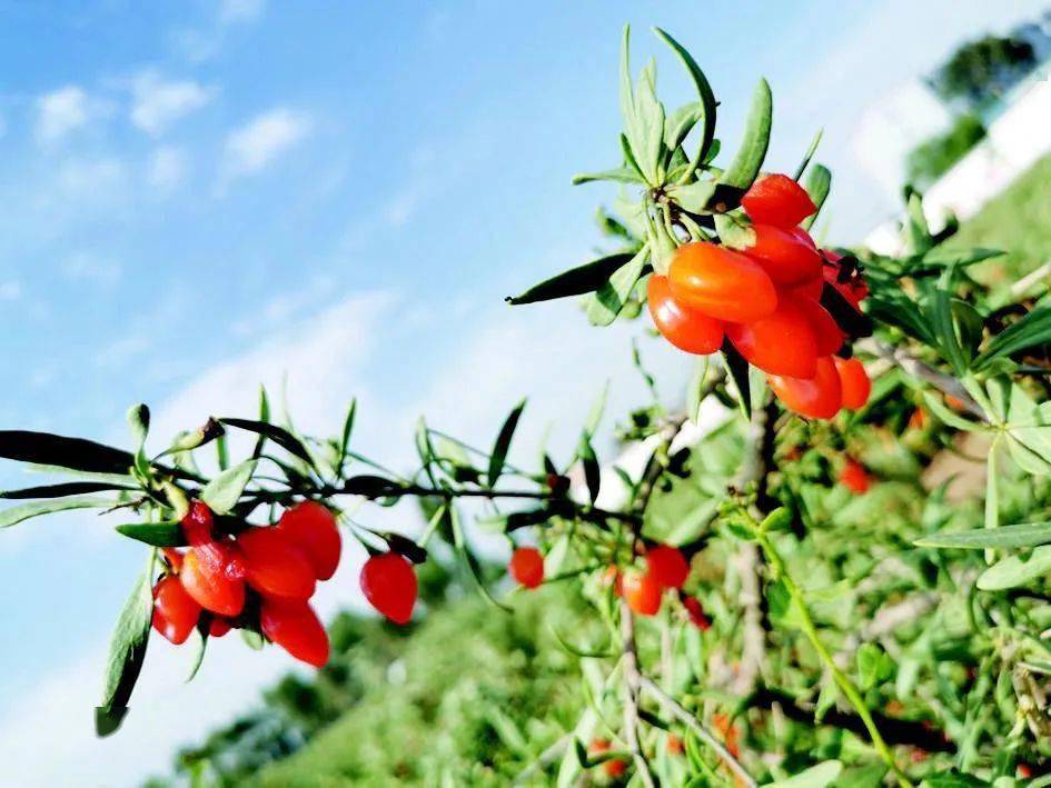 清徐北录树村的枸杞红了!