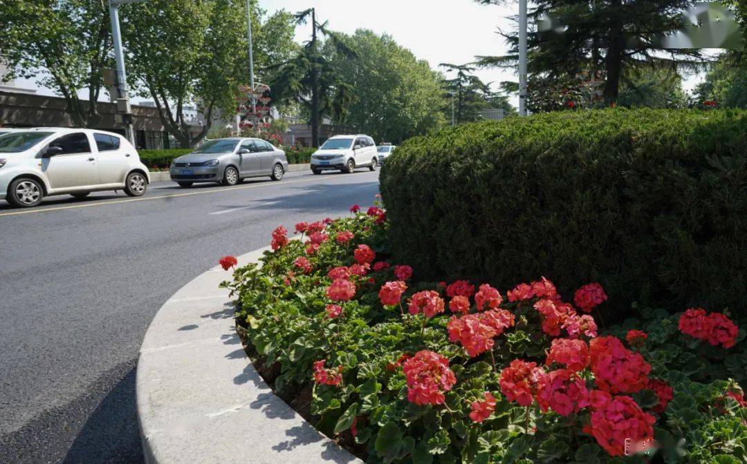 绿化品质提升郑州更美了