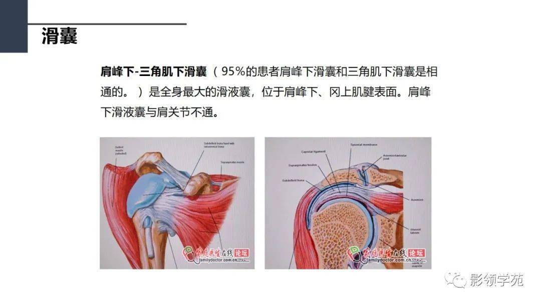 肩關節解剖及常見疾病影像表現