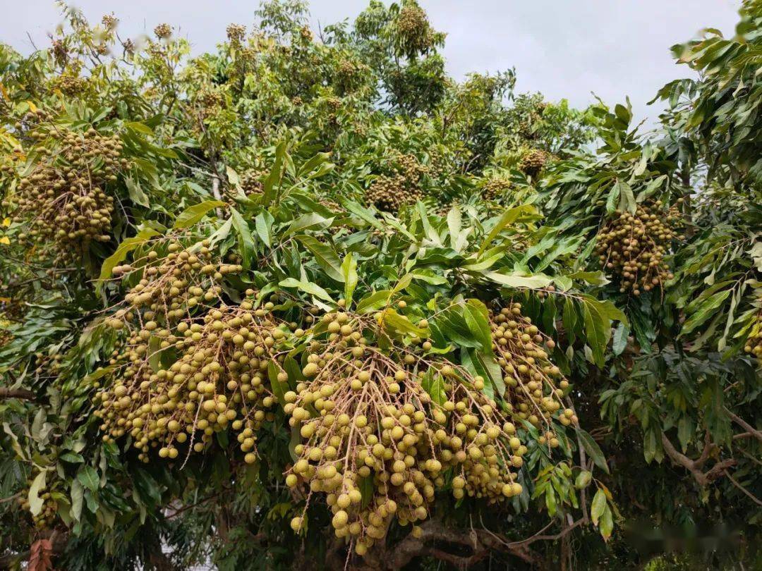 紫贝岭上的龙眼树,龙眼果你吃过吗?