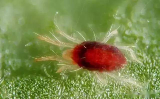 这个配方专治柑橘等果树上抗性红蜘蛛,10分钟见效,持效期50天_害虫