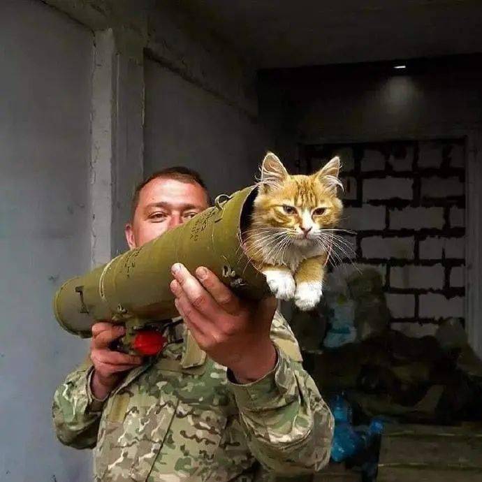 猫咪拿枪保护小鱼干图片