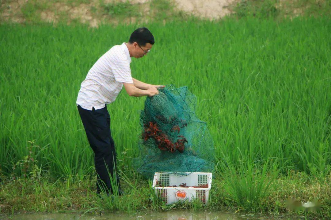 【脱贫奔康】武胜清平镇:小龙虾做成大产业,稻田里"种"出好"钱"景_东