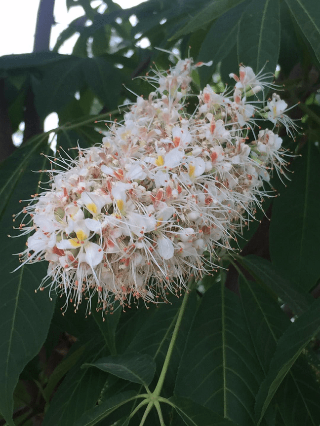 【草木散记】北方的菩提树 | 何频
