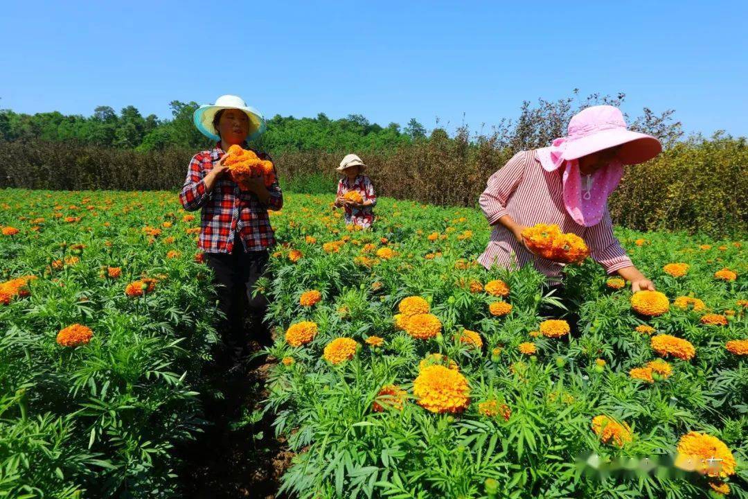 6亩万寿菊,虽然是头一年种植,但长势非常好,今天也是采摘的第一天,从