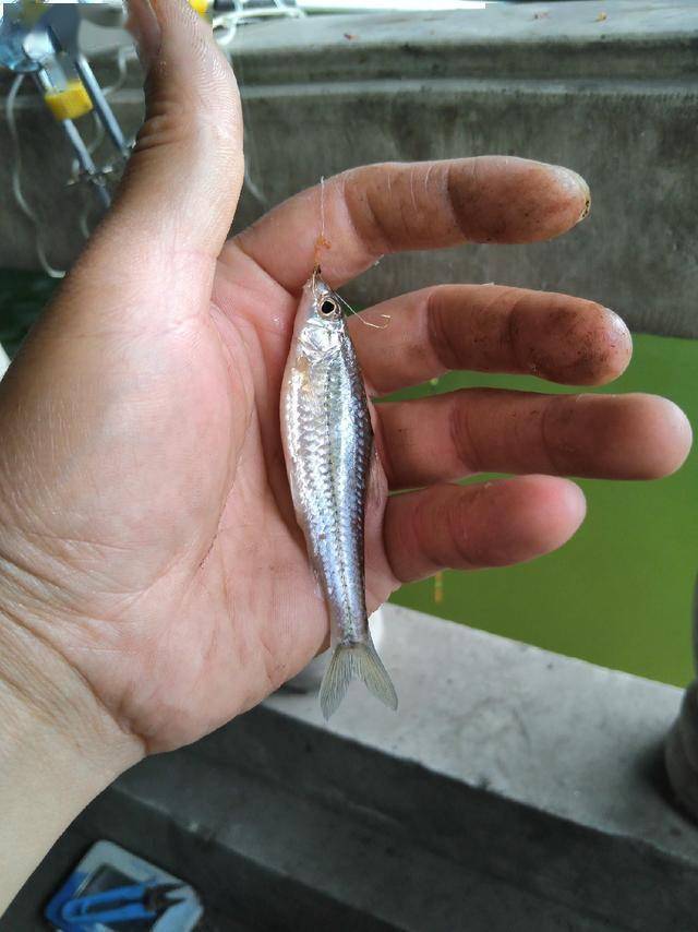 袖钩,挂红虫开始钓了,呵呵,10秒钟不到就上鱼了……今天天气也不错,阴