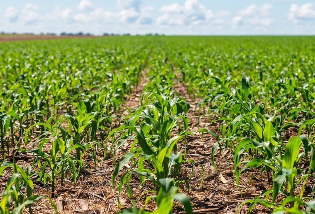 【农化科普】夏玉米高产的秘诀!从播种开始!