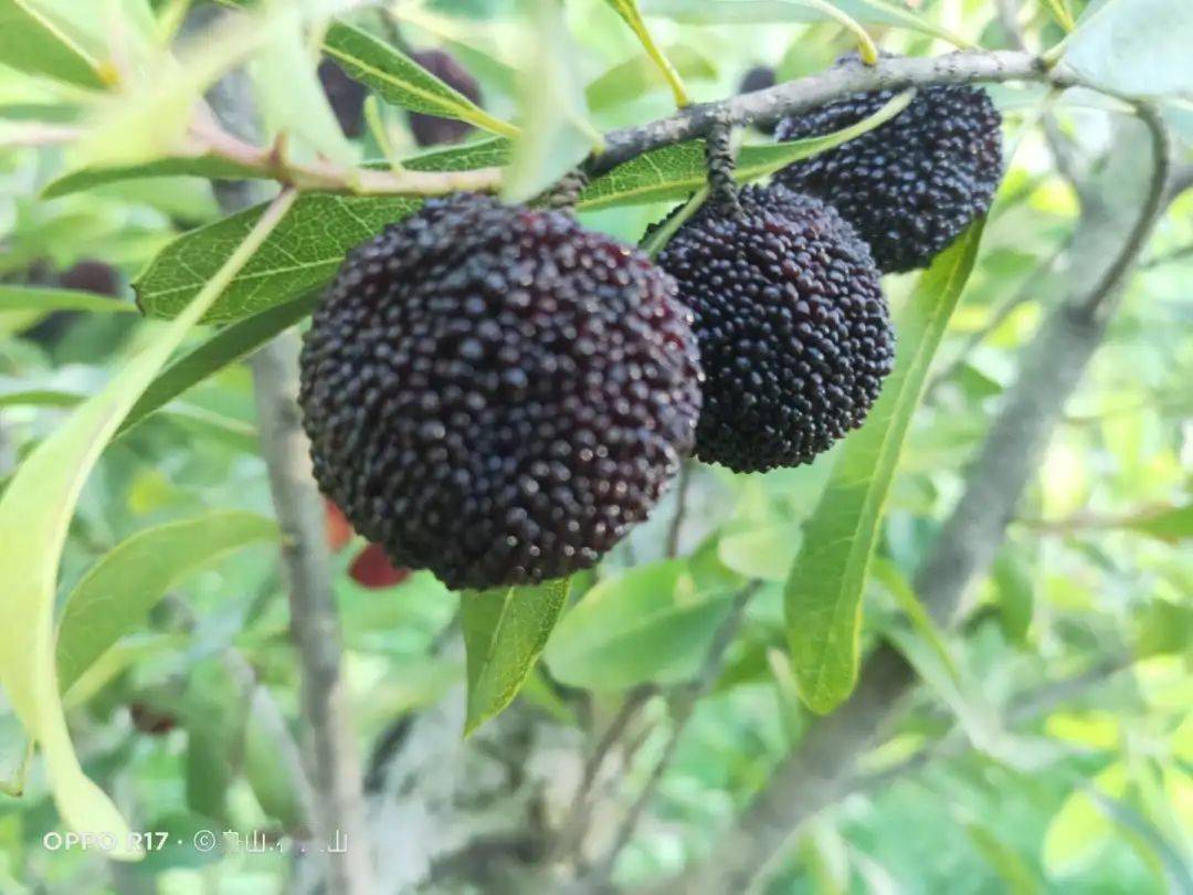 舟山晚稻杨梅熟了!现在就送你吃!