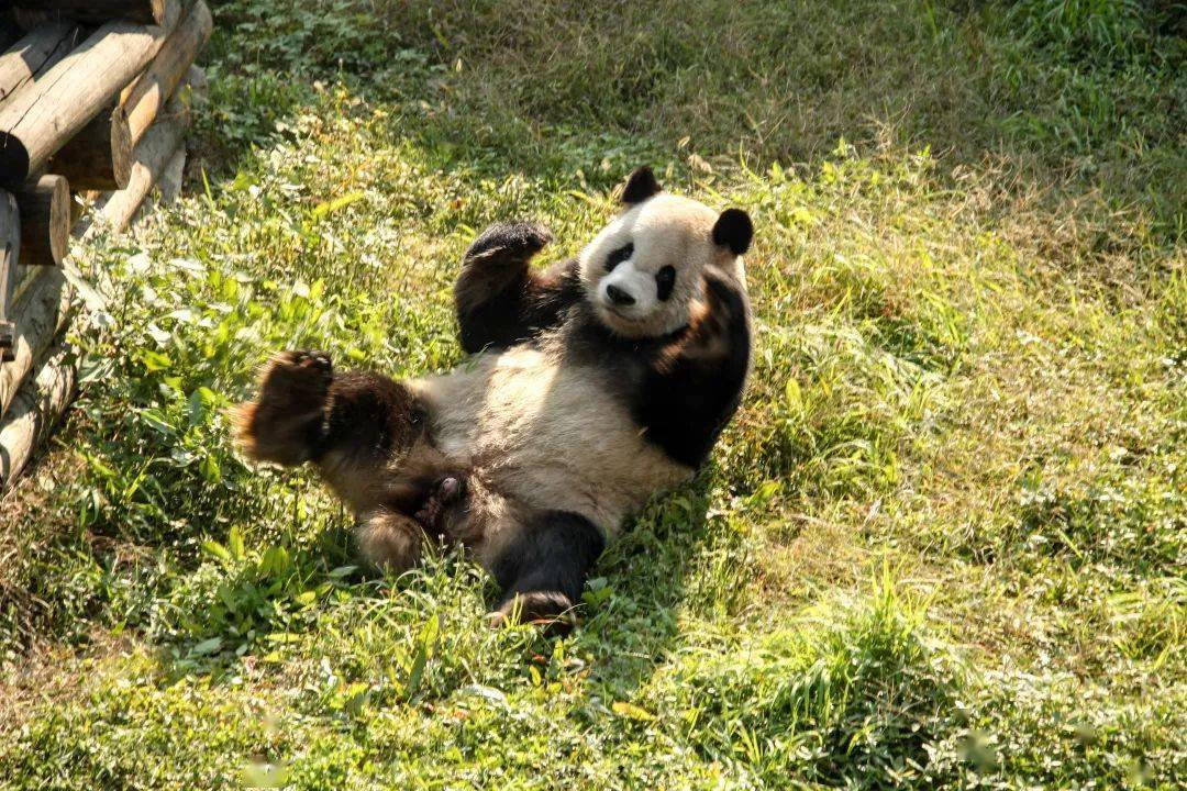 2017年秋天,满地打滚的"缘大"