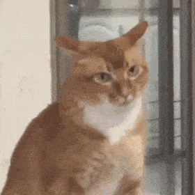 猫咪沙雕表情包 魔性图片
