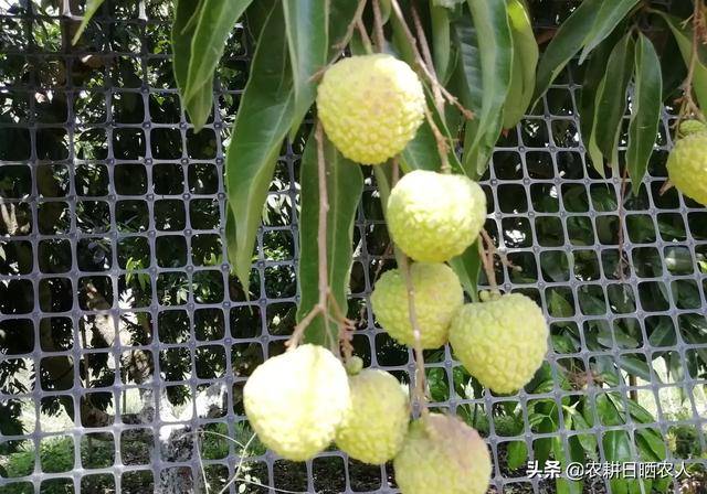 广西一青壳荔枝纵里寻他千百度激起我的好奇心