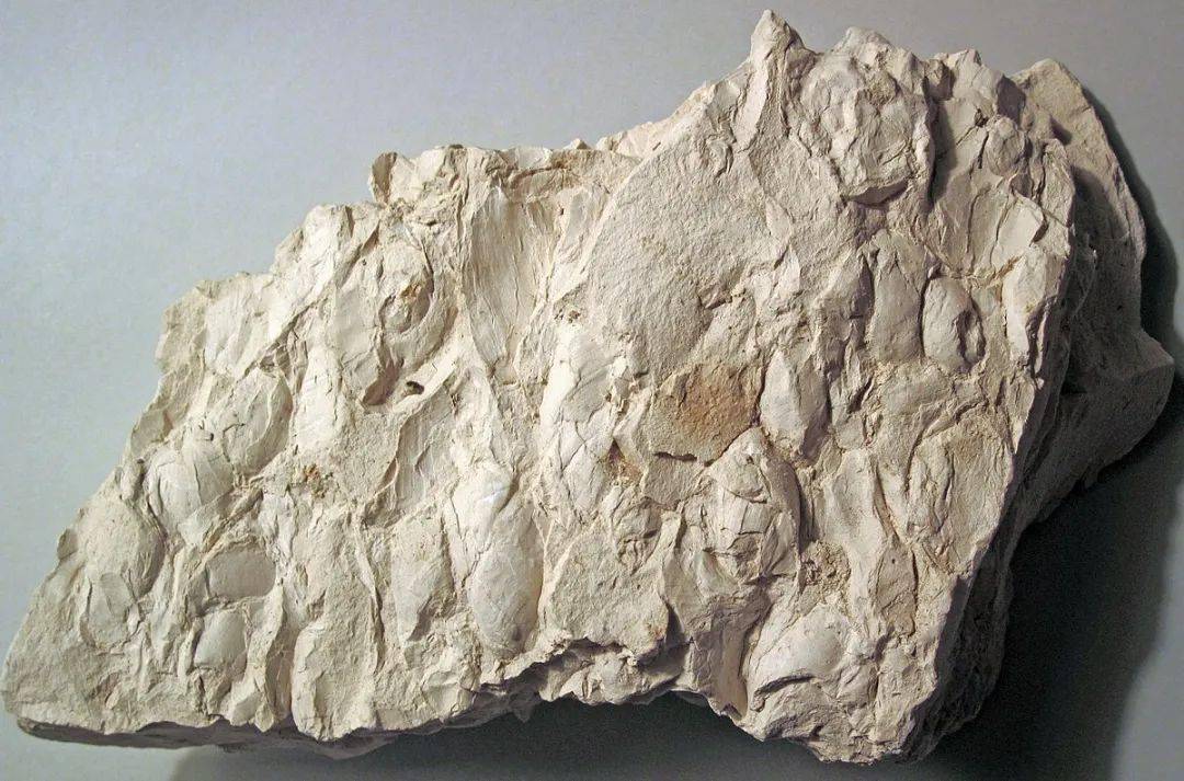 硅藻土:远古硅藻遗骸形成的沉积岩,种花盖楼不可或缺,还可以用作动物