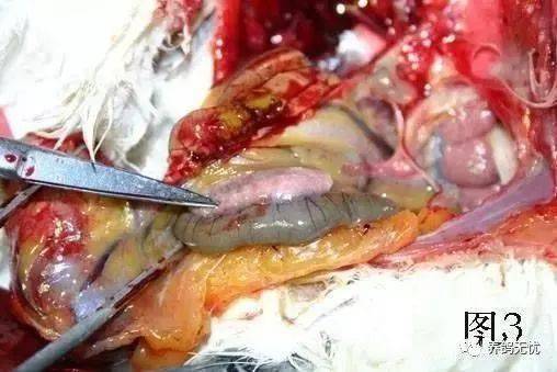 乳鸽毛滴虫反复不治的原因,这些事项要注意