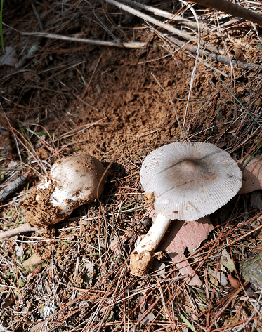 广西今年已有上百人因为吃蘑菇中毒专家提醒这样吃蘑菇没毒都可能变有