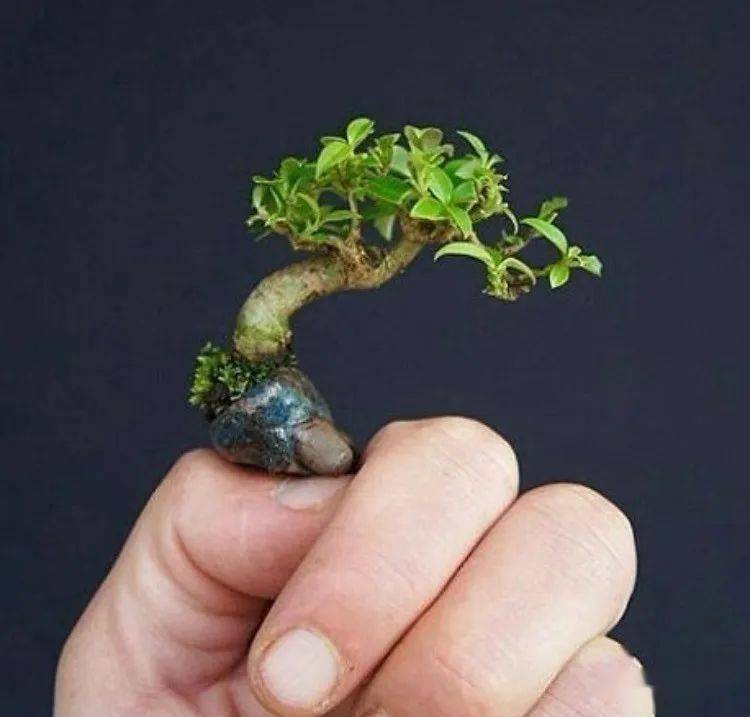 盆景极小极小多小最小不过拇指盆景