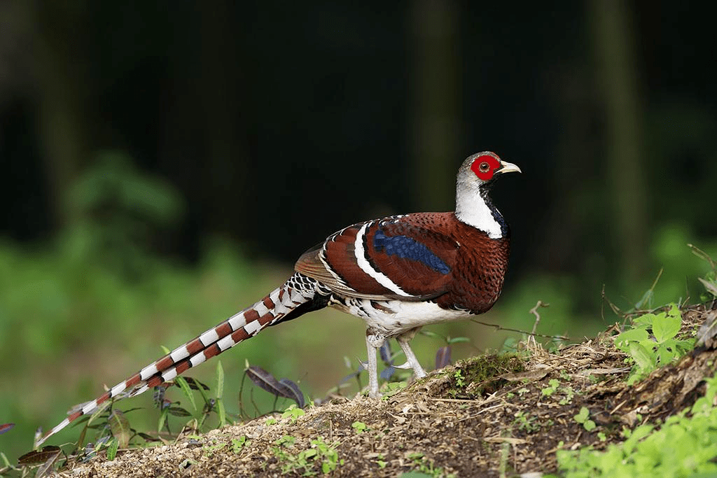 在长兴县泗安镇,煤山镇均发现了国家一级保护动物白颈长尾雉!