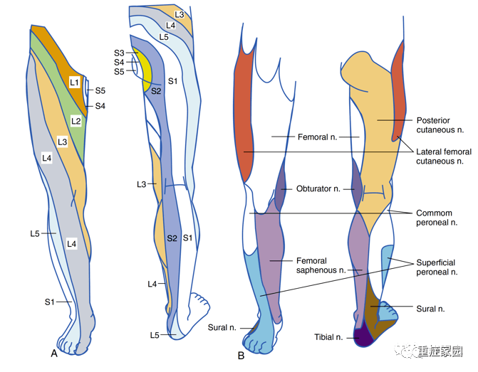 下肢浅表神经支配下肢神经皮支分布