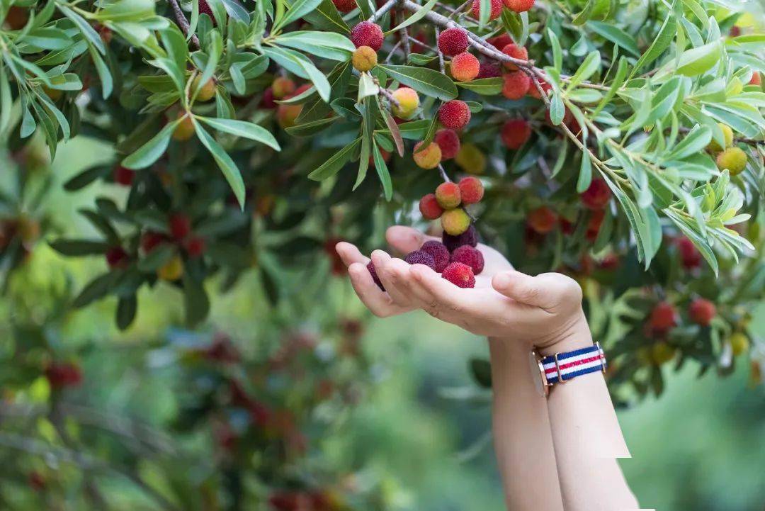新鲜杨梅挂枝头啦,采摘攻略看这里