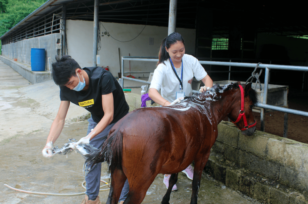 广西人:德保萌马都洗干净等你了,明天一起来见证最佳造型的诞生吧!