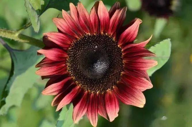 彩色向日葵 多系列株高:90-150cm冠幅:50-60cm观赏期:播种到开花42-52