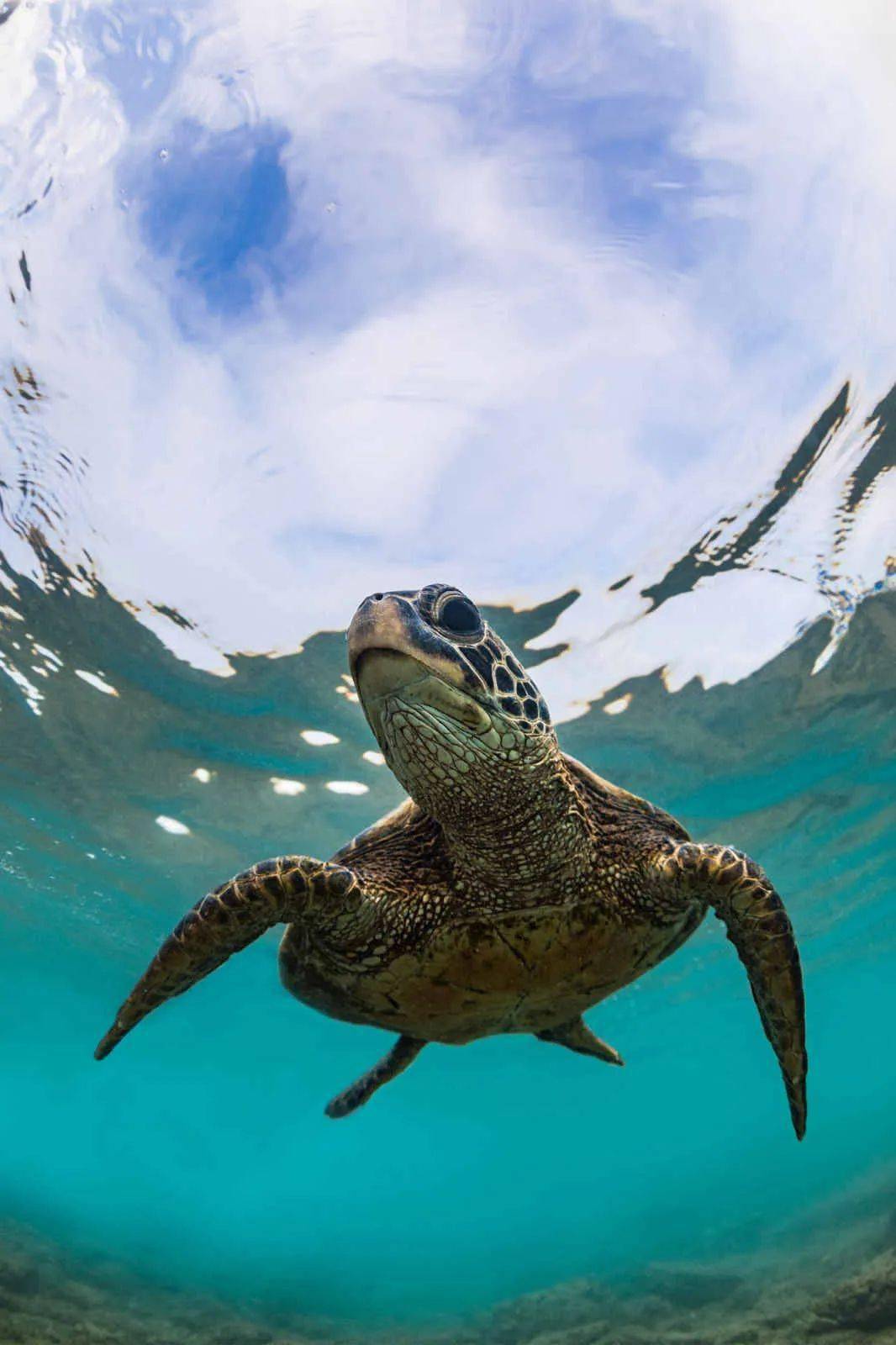 动物世界一周摄影精选 - 214