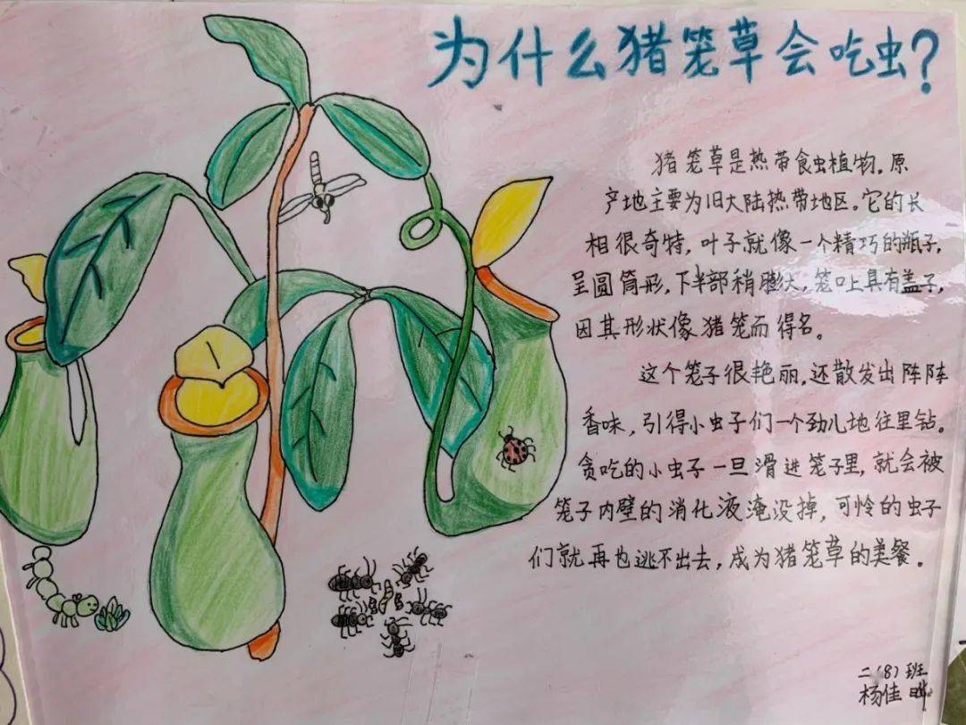 校区风景线走我们一起去制作自然卡片吧聚亨萌娃带您感受万物之美