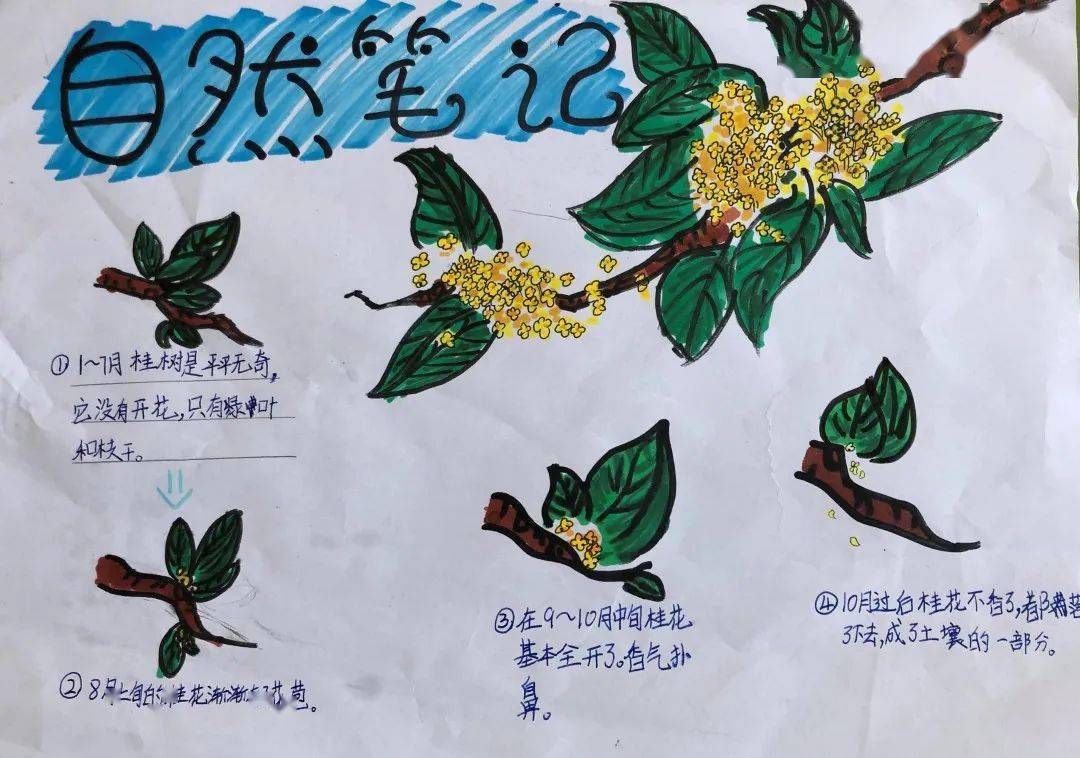植物记录卡三年级桂花图片