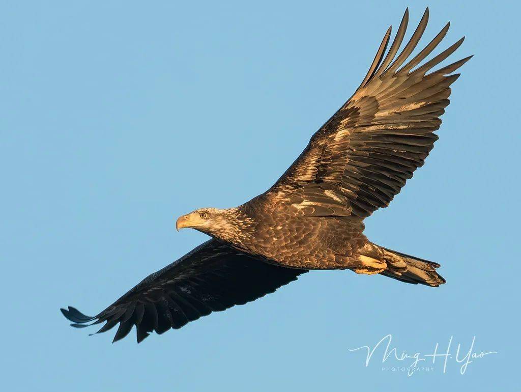 bald eagle直译是秃头鹰,估计原来没有大炮镜头时,人们远看鹰的白毛