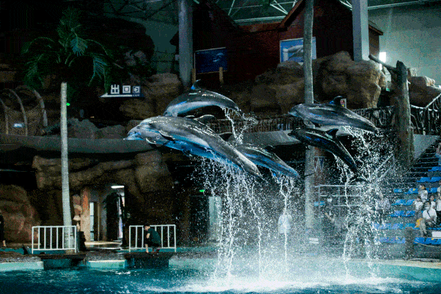 世界冠军傅园慧和海豚天团惊喜亮相启幕绿城海豚计划十二周年