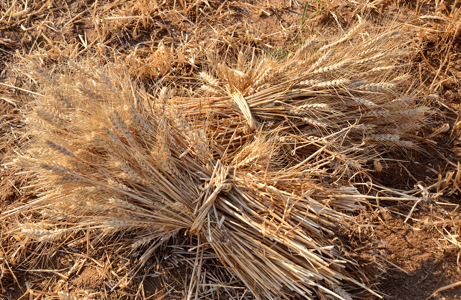 蓬莱的麦子熟了!这些场景是否勾起你的乡愁?