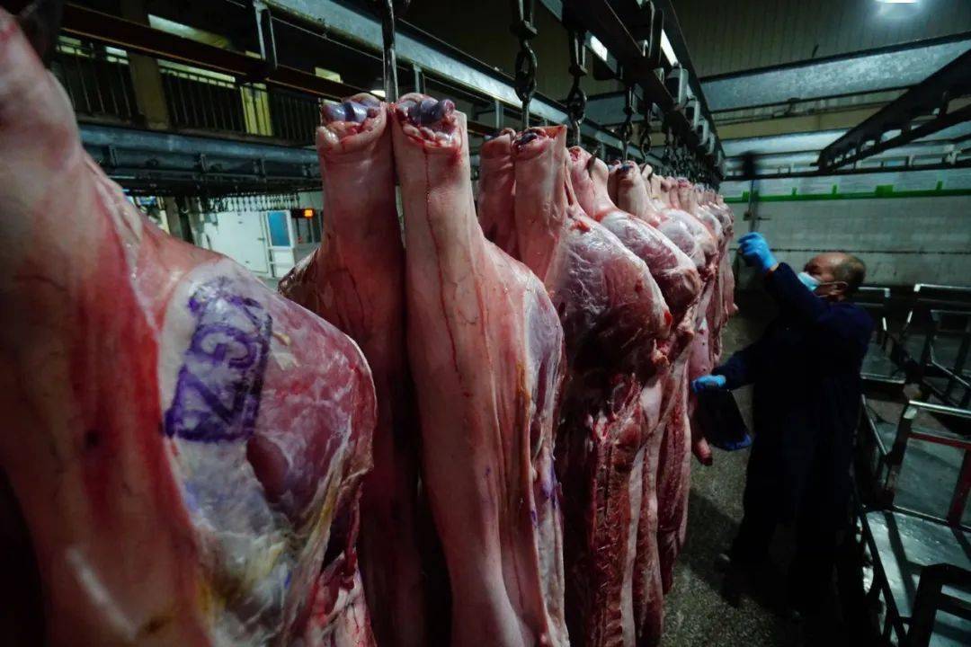 一股寒气涌出,穿戴整齐的卸货员们陆续将车内悬挂的一扇扇猪肉抱进