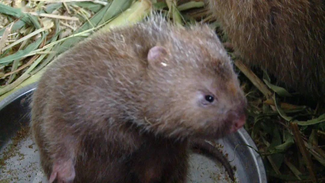 广西养殖户补偿标准定了竹鼠180元只果子狸1000元只