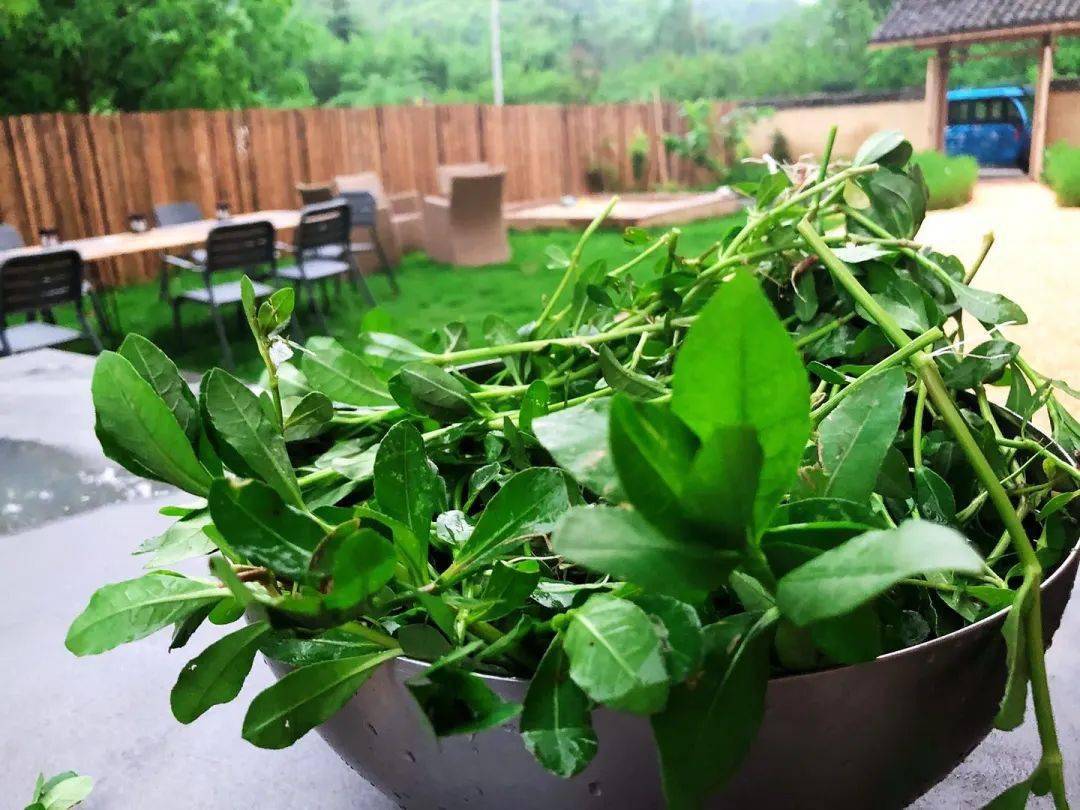 哪怕是牛羊都嫌臭的观音柴,也可以做块玲珑剔透的绿豆腐,顺便做个纯