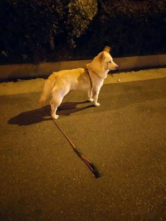 流浪狗跑丢后在路上痴痴地等待着主人,孤单的背影令人看了心疼