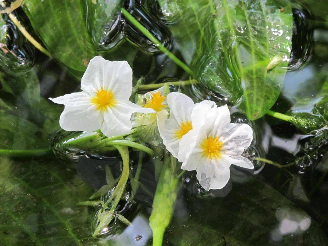 【行摄云南】一起去剑湖,看"水性杨花"!