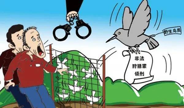 六安一老农捕鸟10只,获刑1年,公益赔偿超万元