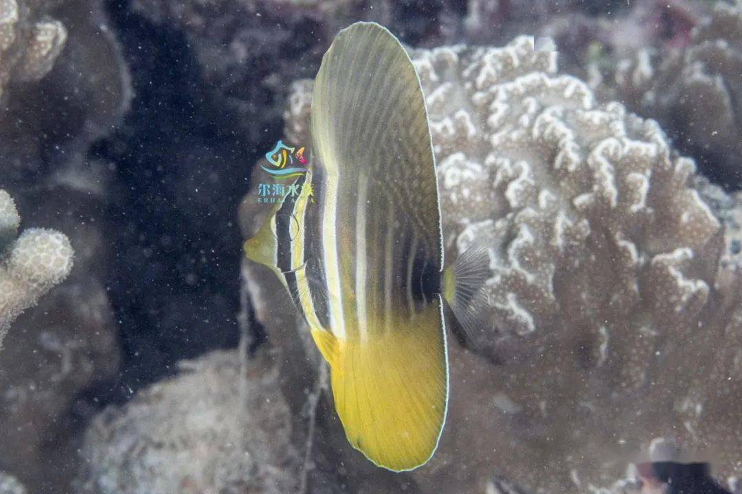 不是我吹牛这条大帆吊一般人消费不起