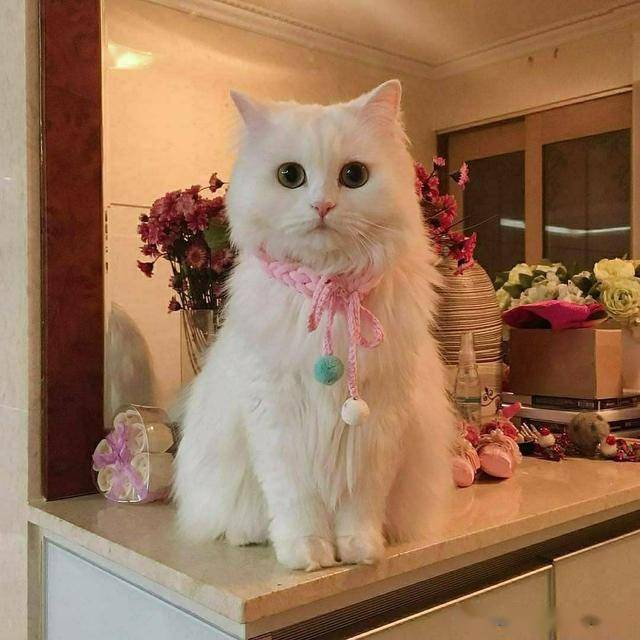 这猫长这么漂亮,像小公主一样_手机搜狐网