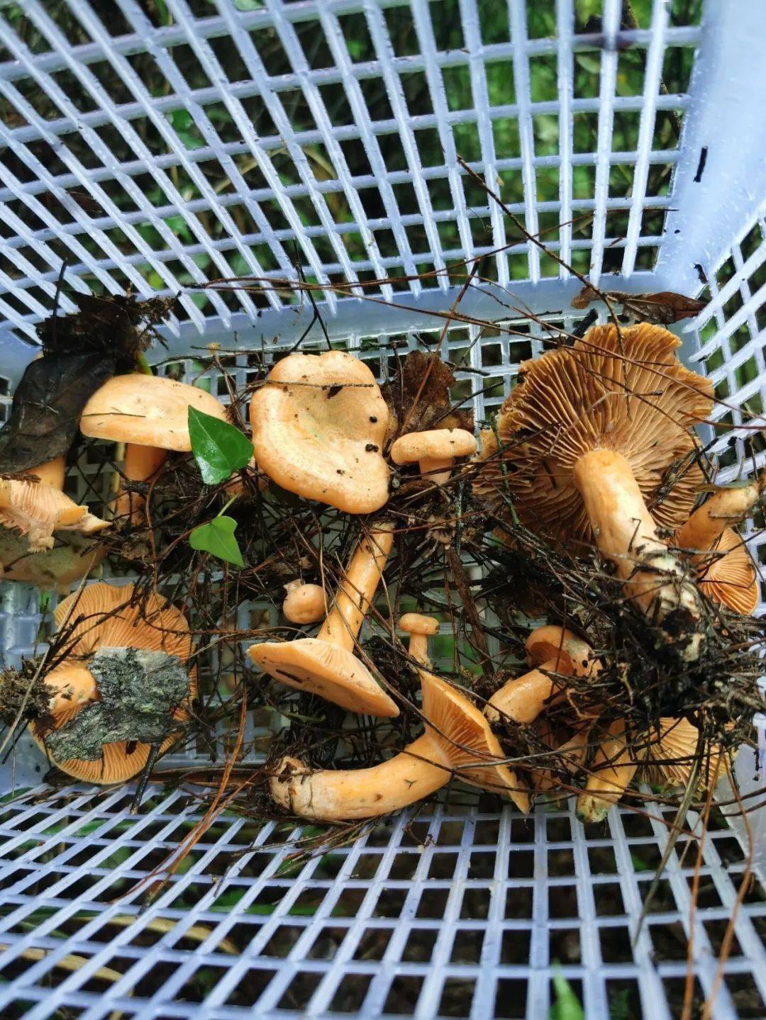 问道枞树林，采菌九月香-搜狐大视野-搜狐新闻