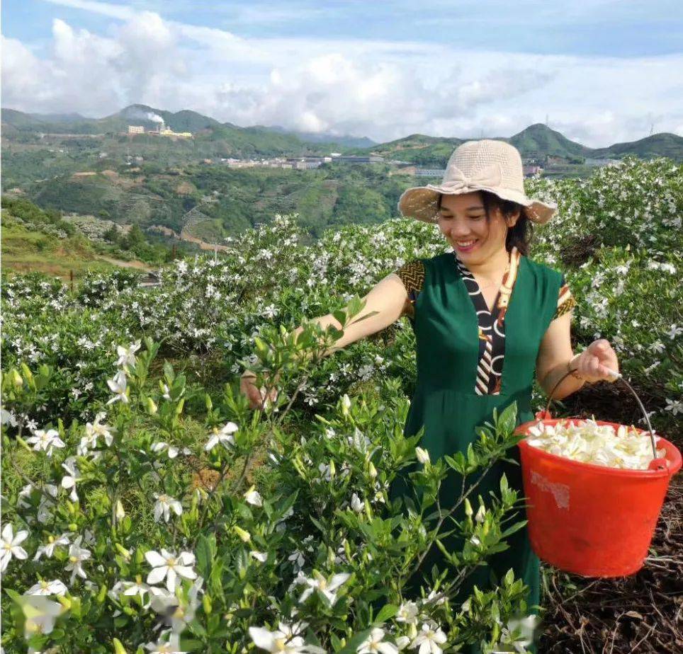 贯岭镇茗洋村党支部书记陈秀桃在采摘栀子花.