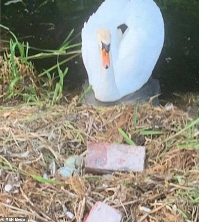 英國小流氓砸毀天鵝蛋，天鵝媽媽「心碎」而死，天鵝爸爸逃離無蹤 國際 第2張