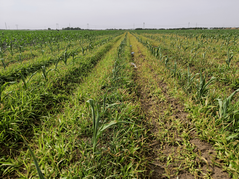 玉米田苗后除草八大关键问题
