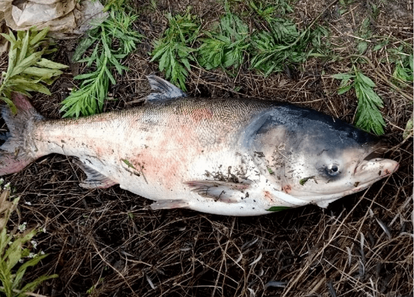 太过残忍!湘江巨物频现锚起几十斤大鱼,"特殊钓法"引众怒