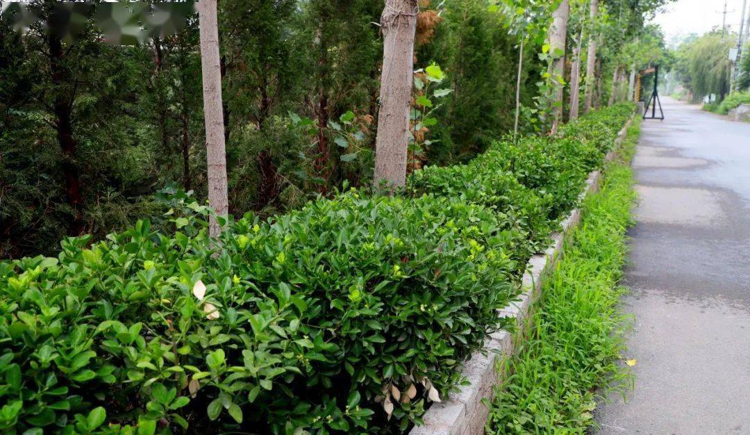 中站区朱村街道见缝播绿家园美