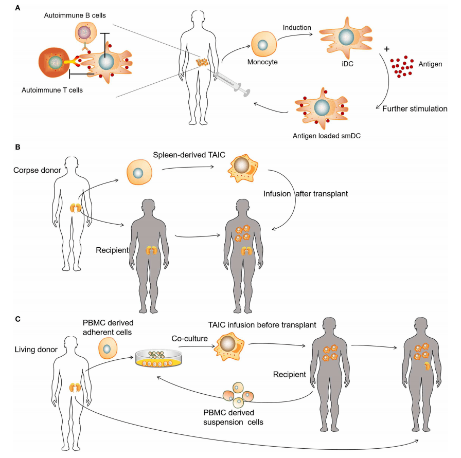 免疫太强也是罪过细胞疗法的另一种应用诱导免疫耐受