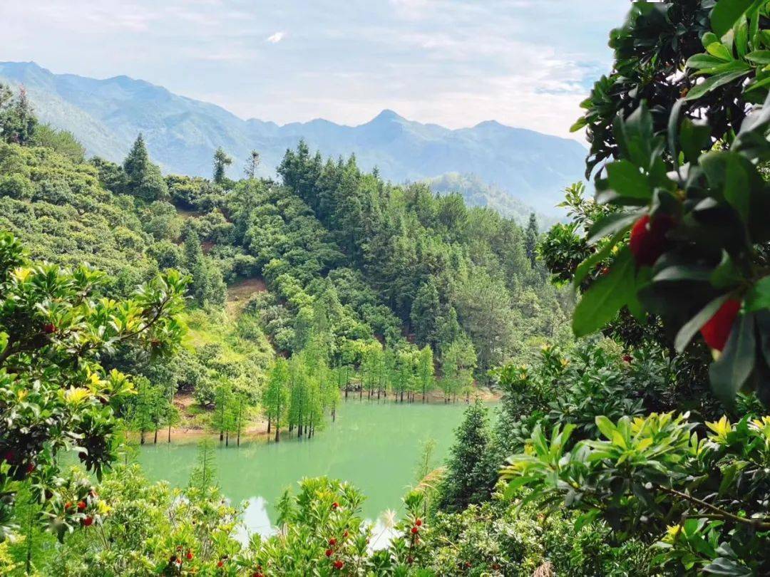 端午节就吃仙居高山杨梅