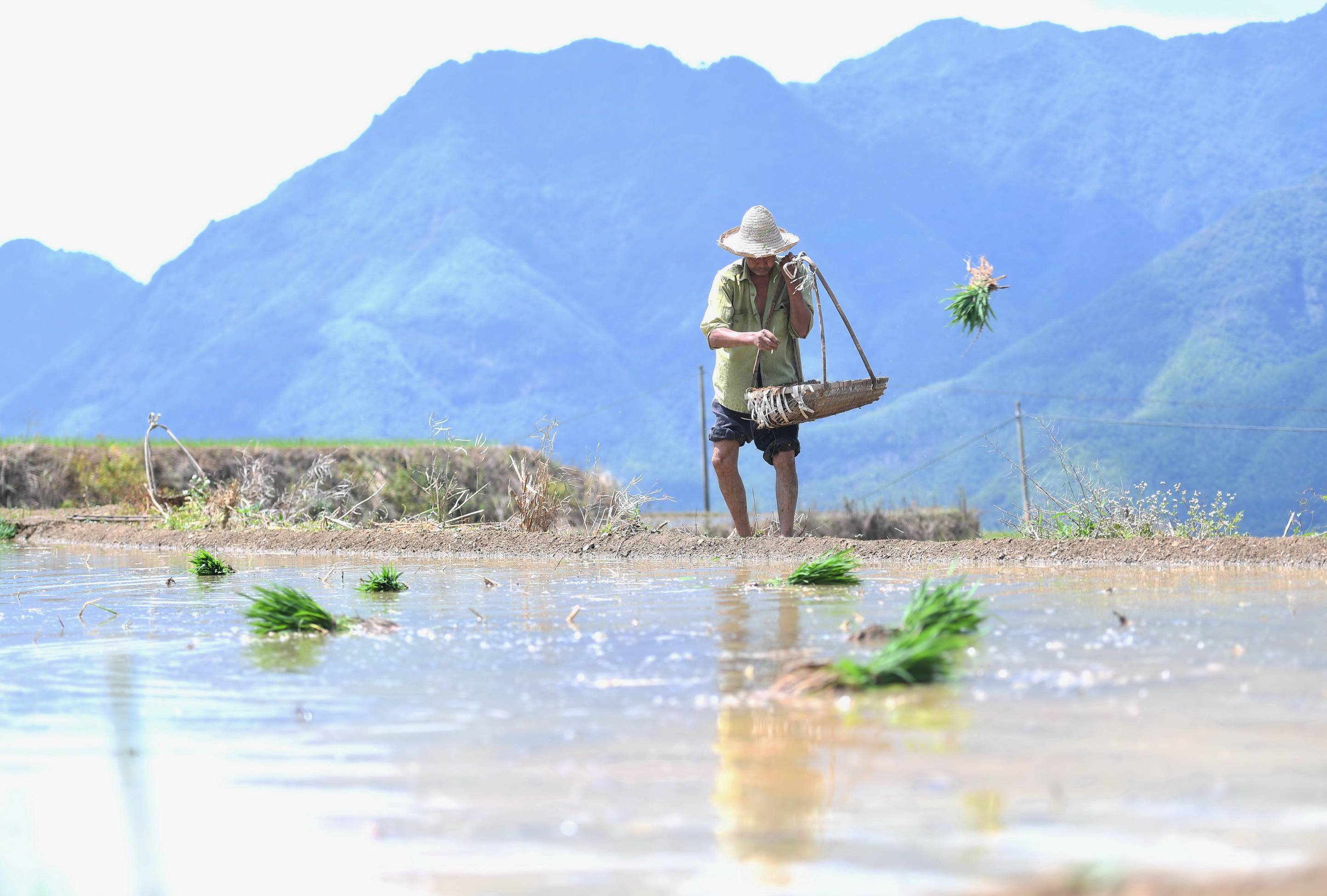 福建政和:保护农业生态资源 展现梯田独特景观