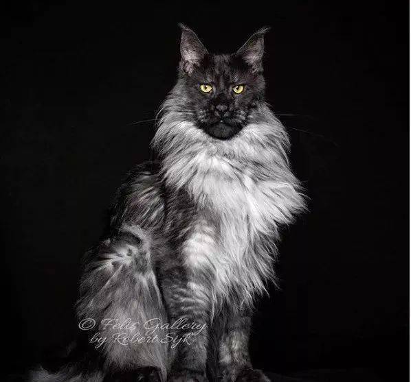 "你养的是狮子吧?""不,它是一只猫!